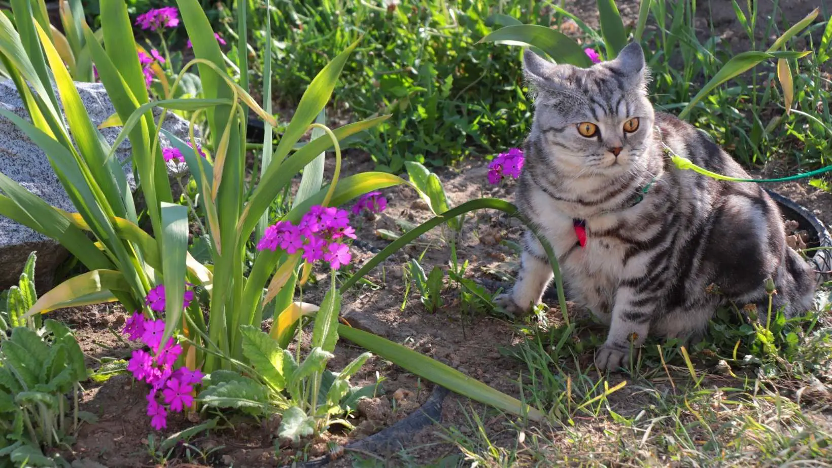 How to Keep Cats Out of a Flower Bed?