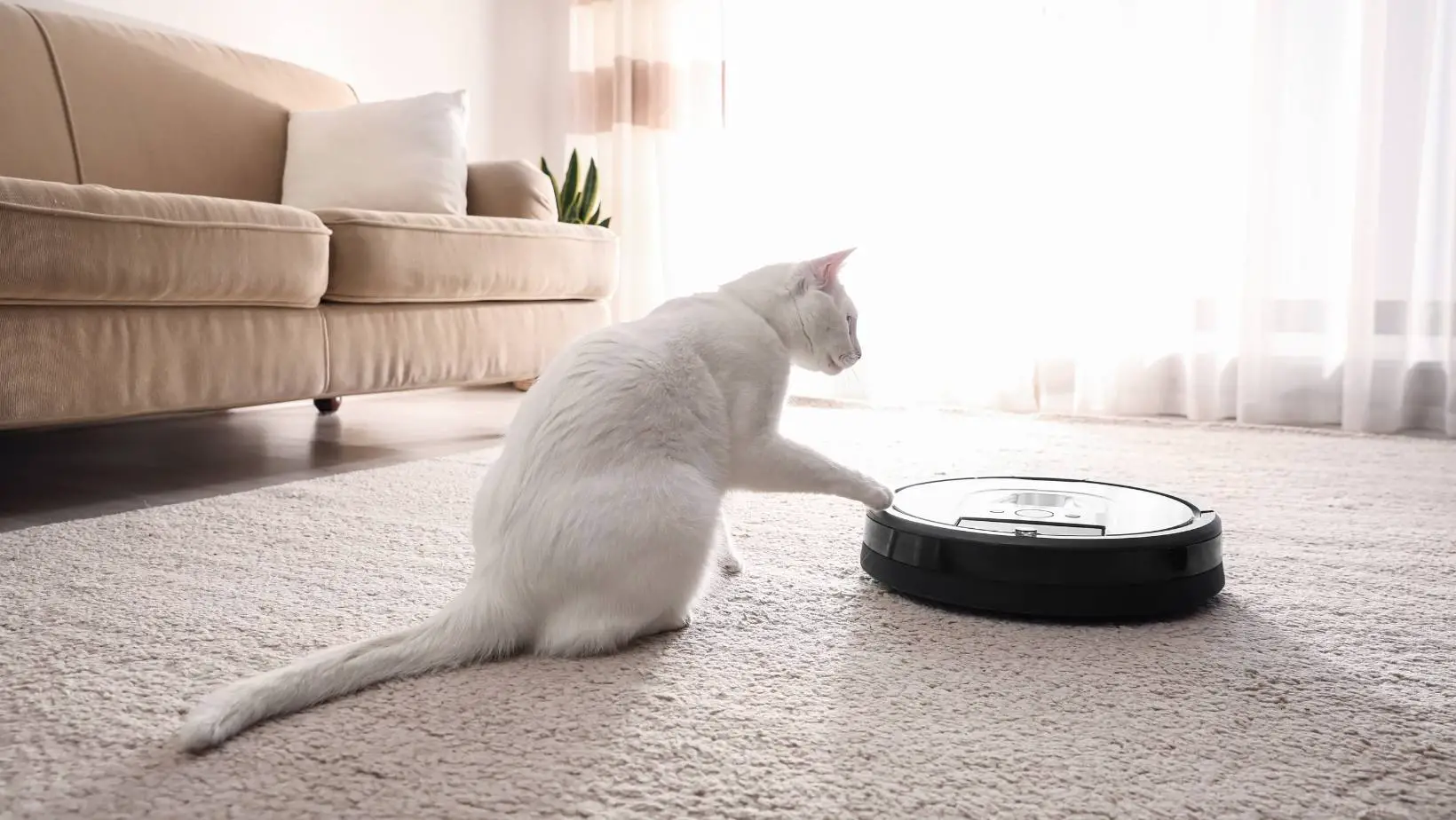 Cat Litter Tracking: Best Vacuum Cleaners In 2021
