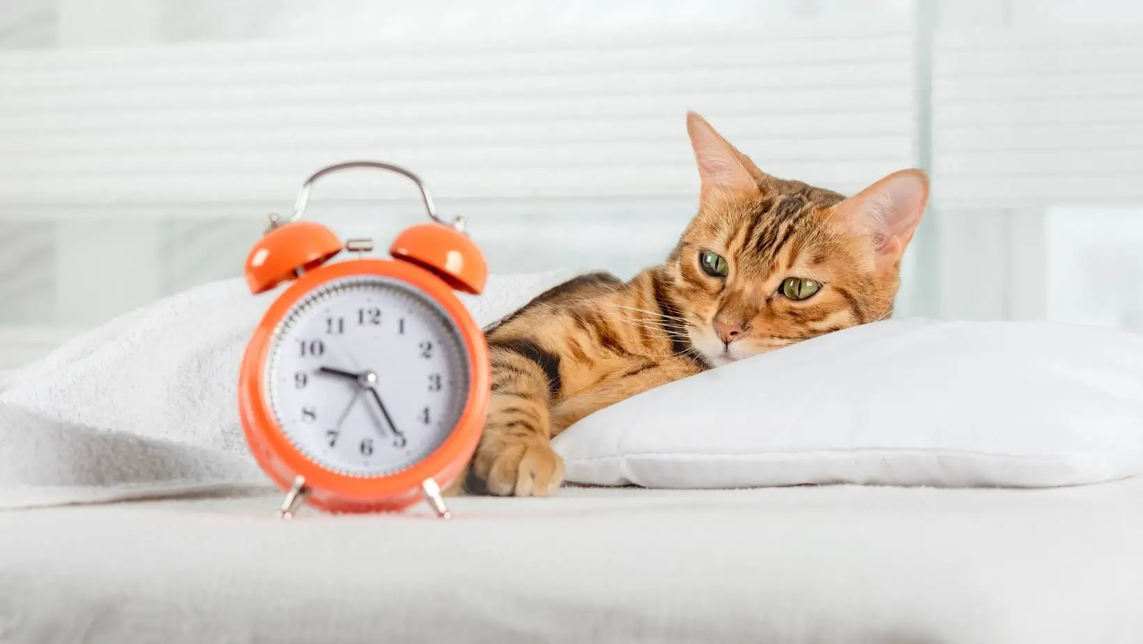 How Do Cats Perceive Time?