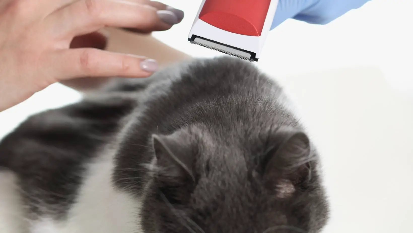 7 Best Cat Hair Clippers For All Owners