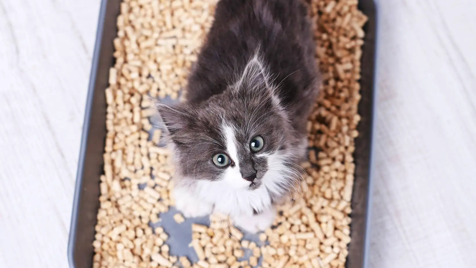 Can Cats Get Worms From Litter Box?