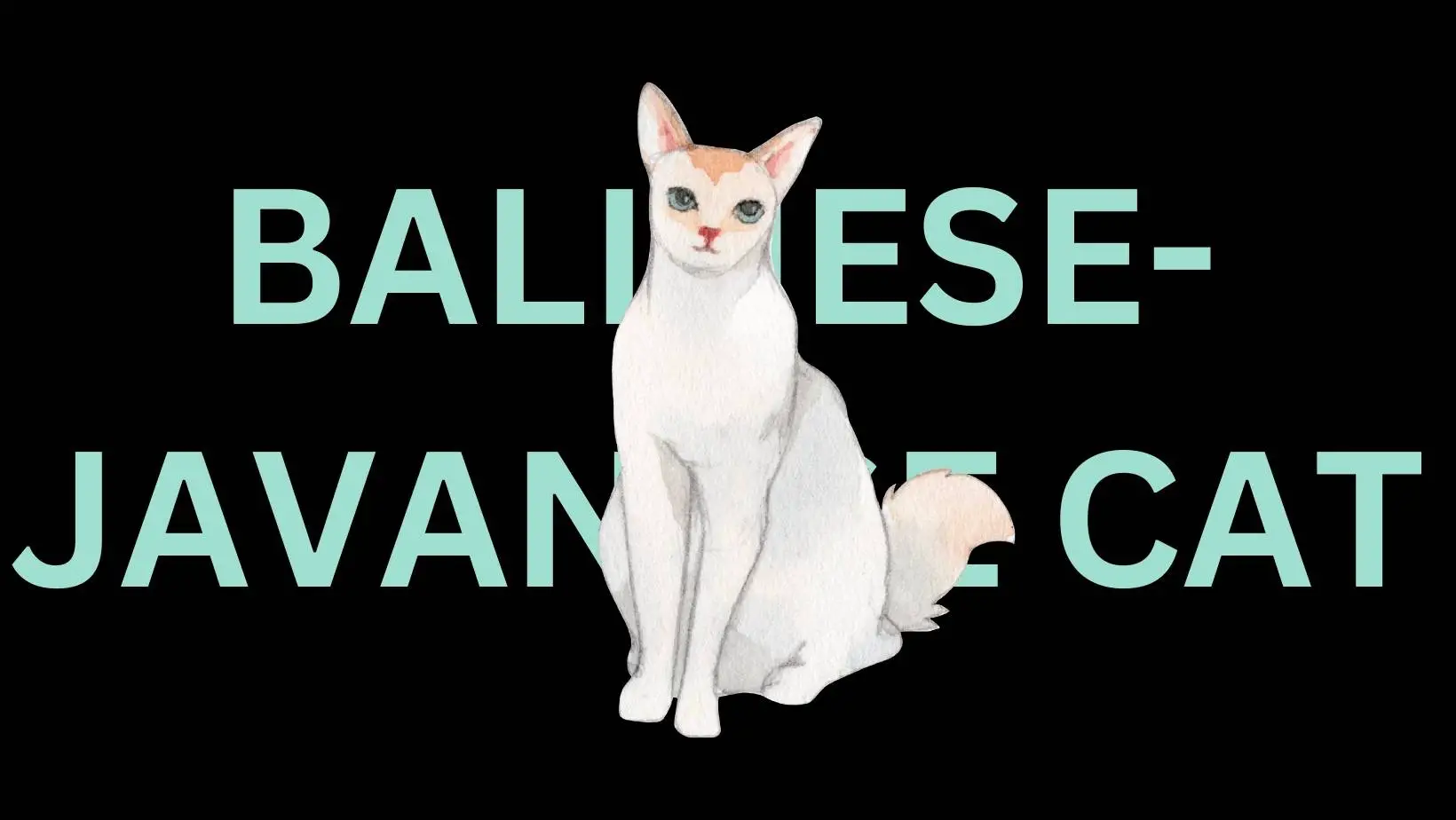 Balinese-Javanese Cat Breed