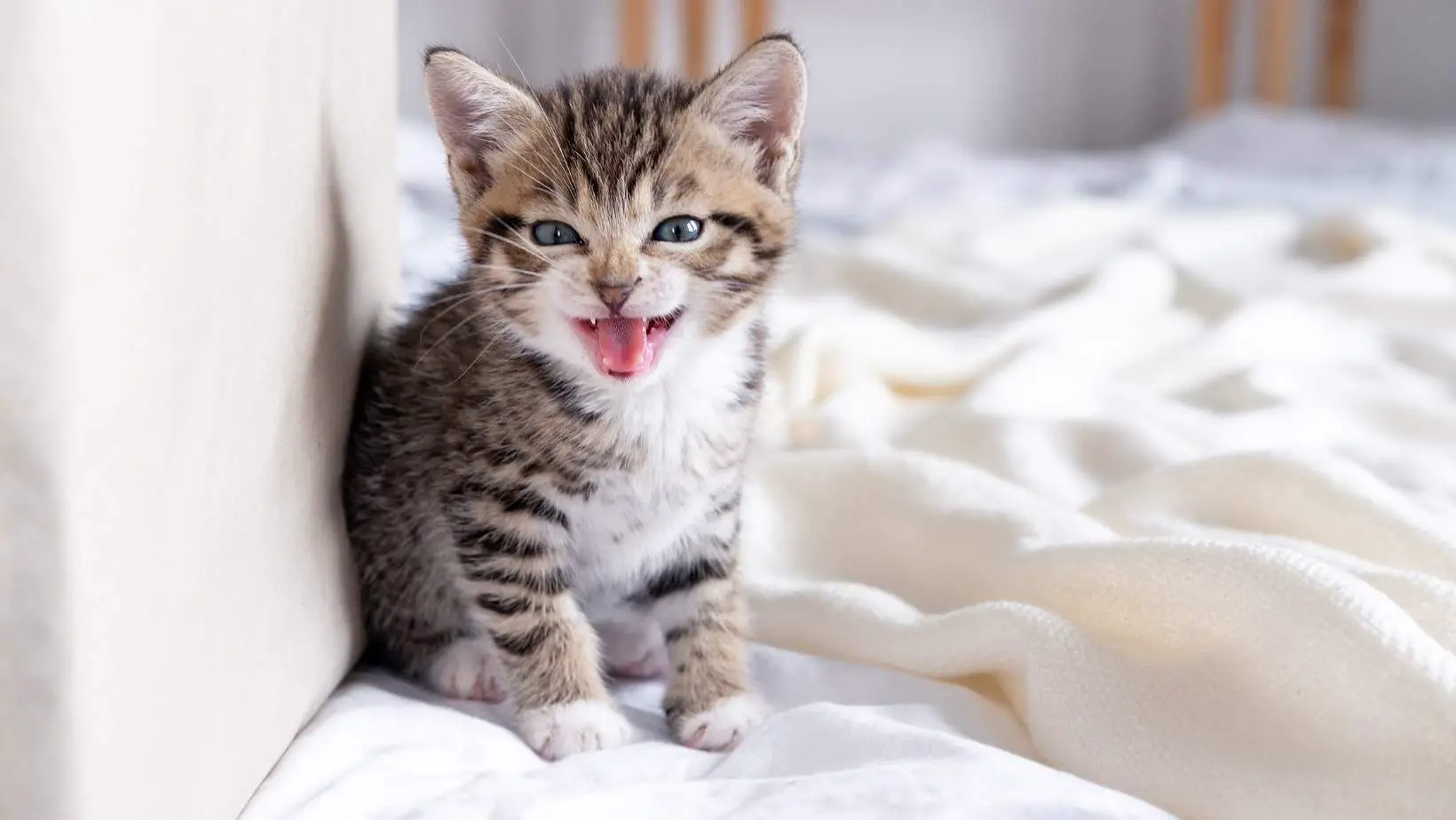 What Does It Mean When a Cat Hisses?