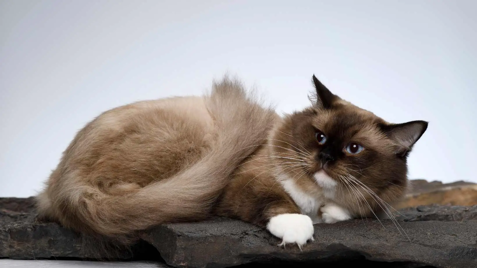What is the most popular cat breed in the world?