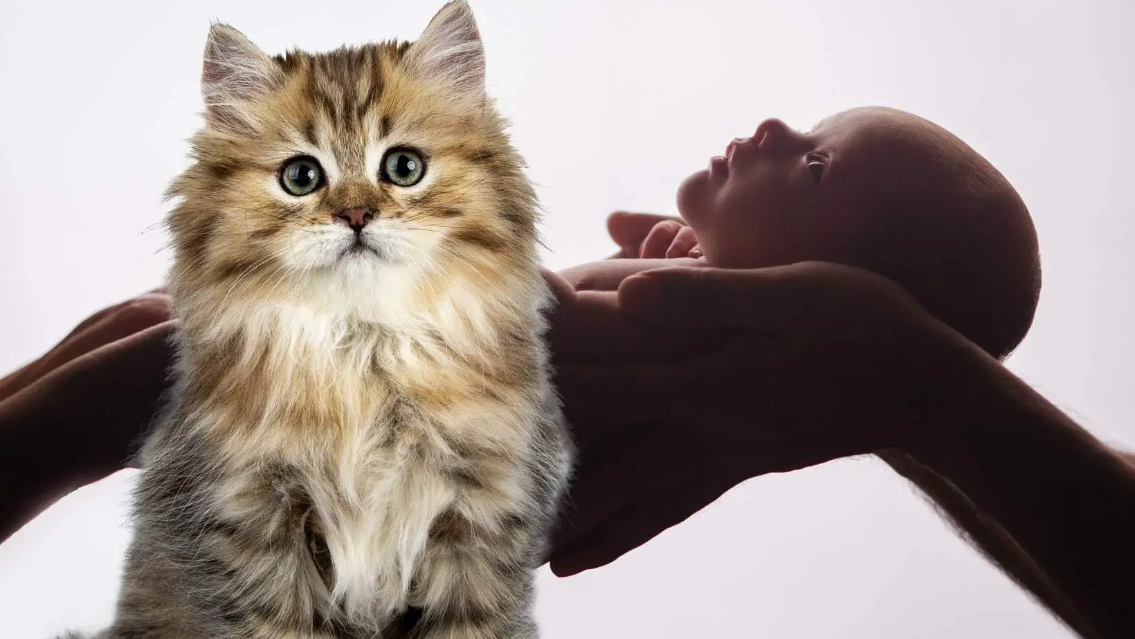 Is It Safe to Have Cats Around Newborns?
