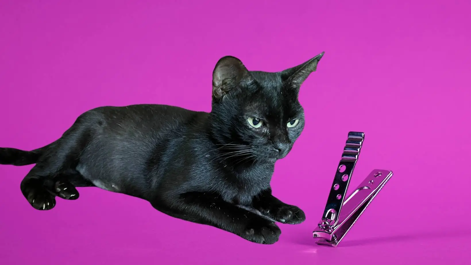 How to Cut Cat Nails With Human Clippers?