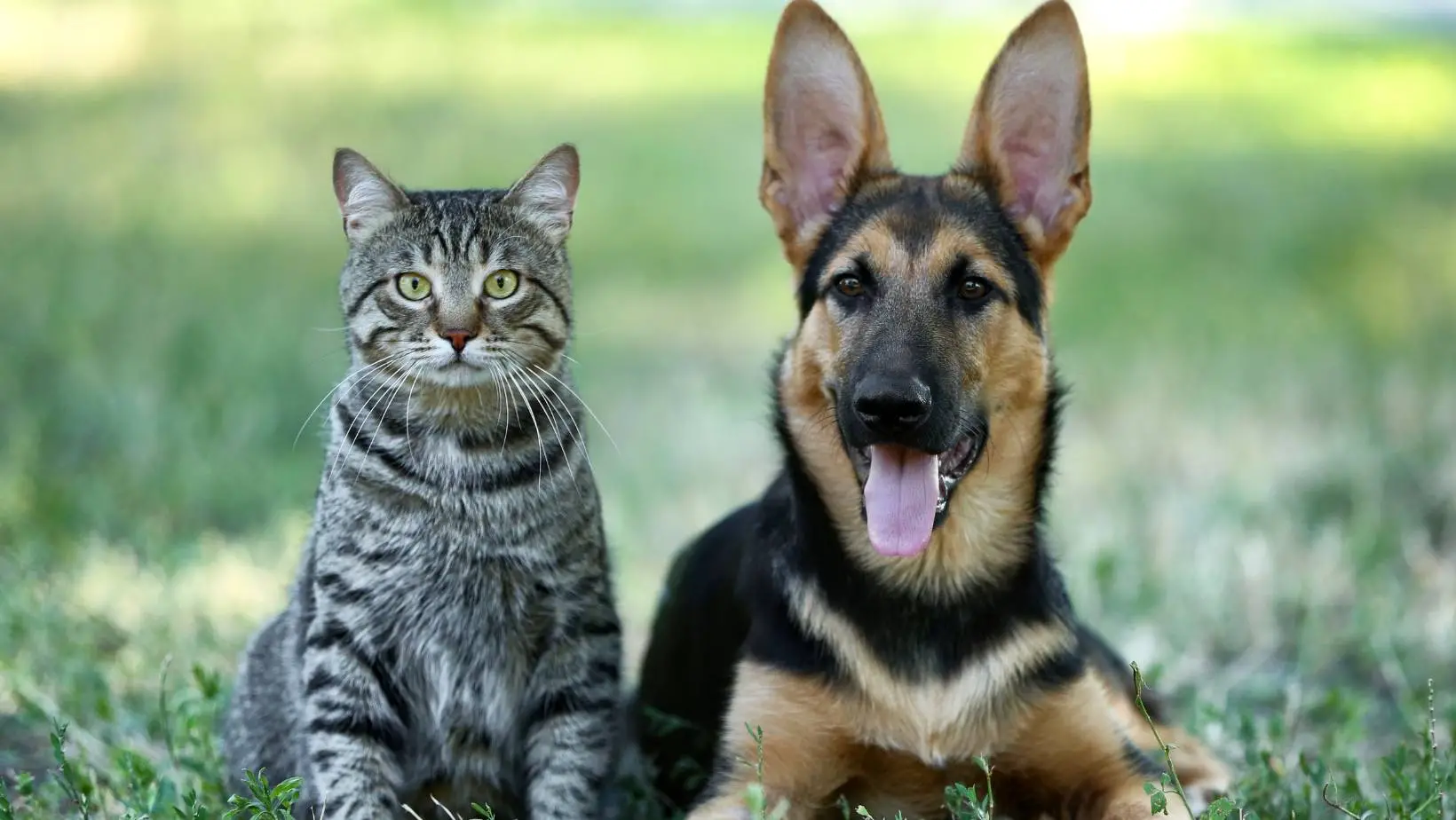 Can Cats Catch Kennel Cough From Dogs?