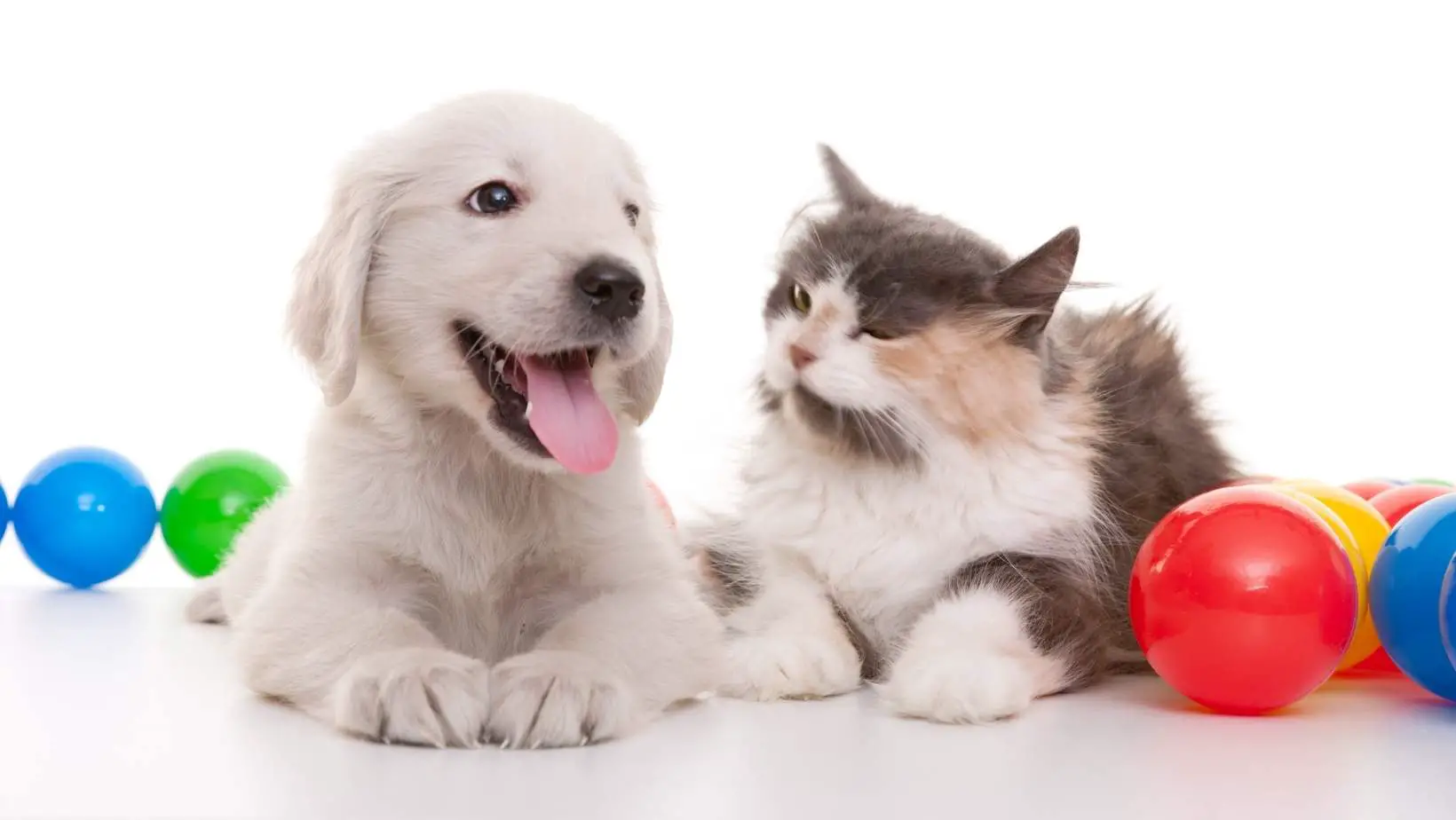 Do Cats Or Dogs Have Better Smell?