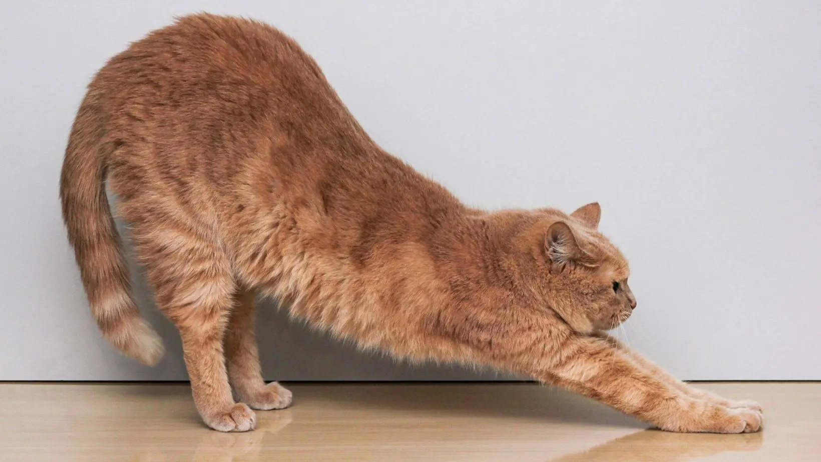 What Does It Mean When a Cat Arches Its Back?