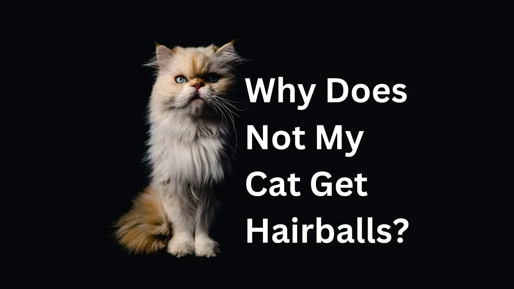 Why Doesn't My Cat Get Hairballs?