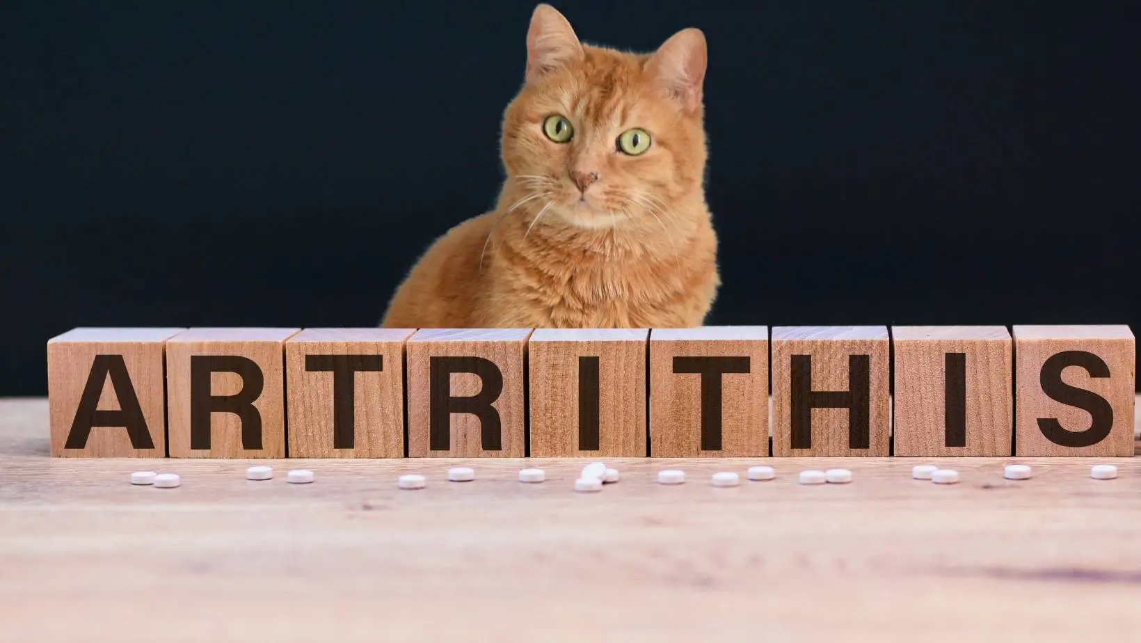 Do Cats Get Arthritis?