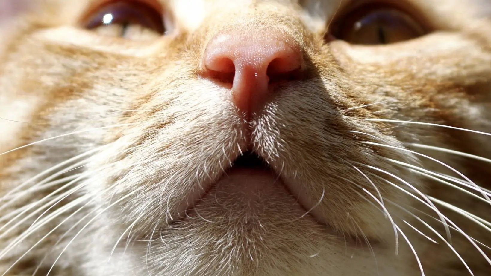 Do Cats Get Boogers?