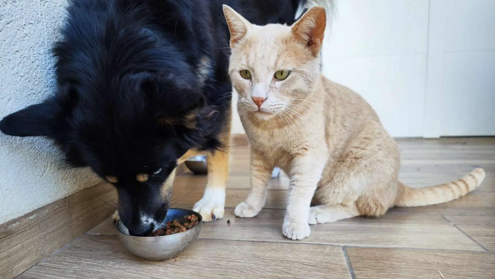 What happens if a dog eats cat food? What to do and what not to do
