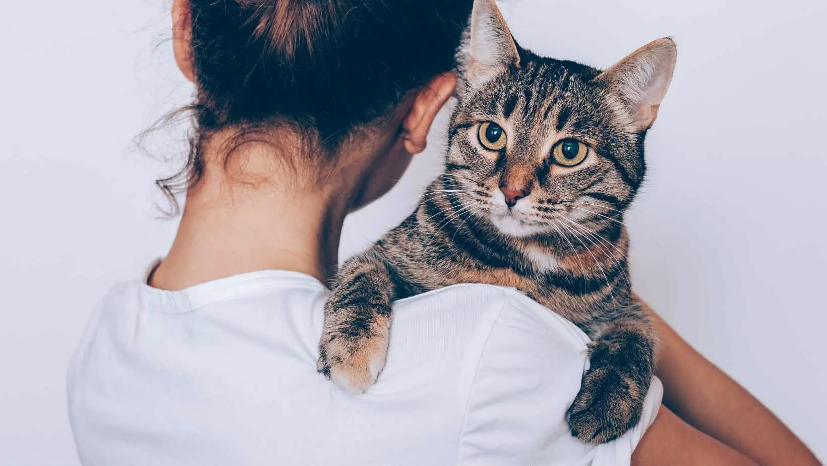 What does it mean when a cat headbutts you? 5 Things Need You to Know